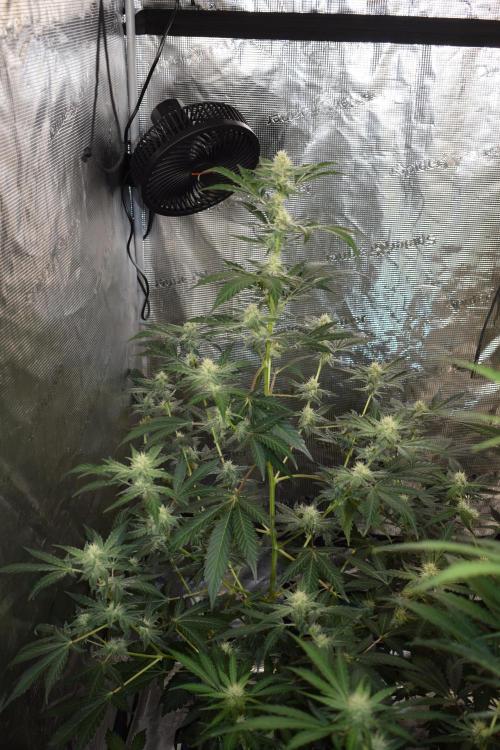 Sour crinkle + 3 bears OG Autoflower. Week 7 - Sour crinkle 1 day 49. No grow light 