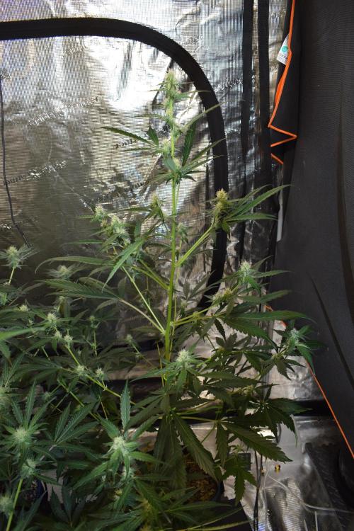 Sour crinkle + 3 bears OG Autoflower. Week 7 - Sour crinkle 2 day 49. No grow light
