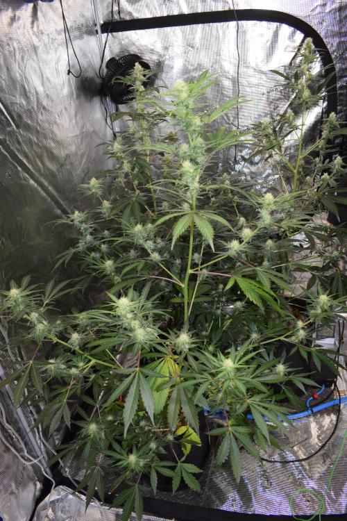Sour crinkle + 3 bears OG Autoflower. Week 8 - Sour crinkle 2 day 52