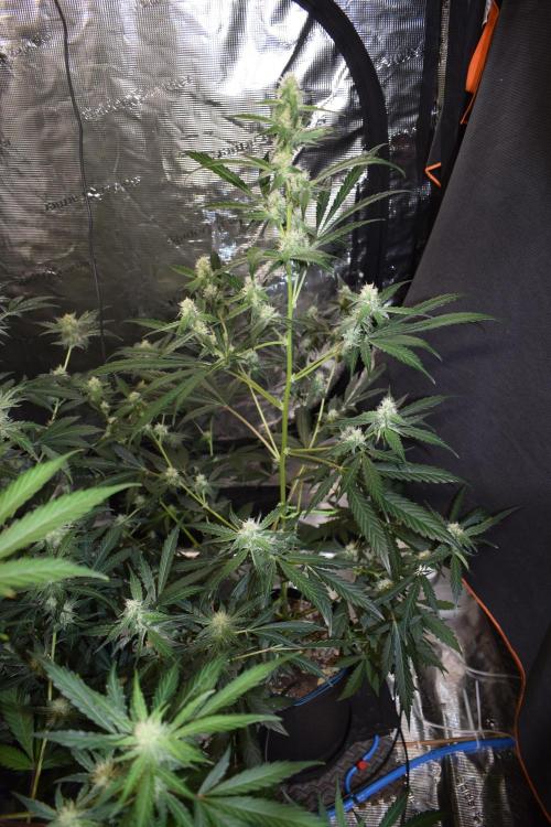 Sour crinkle + 3 bears OG Autoflower. Week 8 - Sour crinkle 1 day 52