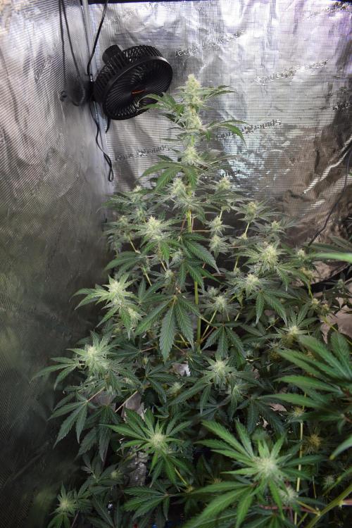 Sour crinkle + 3 bears OG Autoflower. Week 8 - 3 bears OG day 52