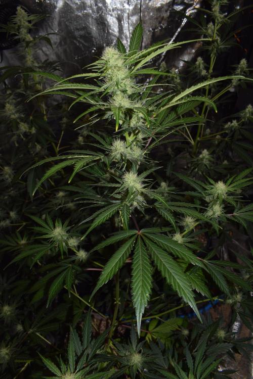 Sour crinkle + 3 bears OG Autoflower. Week 8 - Sour crinkle 2 day 52. Close up