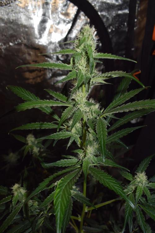 Sour crinkle + 3 bears OG Autoflower. Week 8 - 3 bears OG day 52. CLose up
