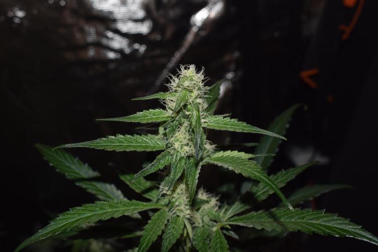 Sour crinkle + 3 bears OG Autoflower. Week 8 - 3 bears OG day 52. Close up