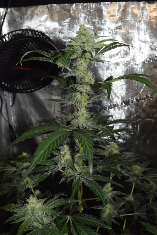 Sour crinkle + 3 bears OG Autoflower. Week 8 - Sour crinkle 1 day 52. Close up