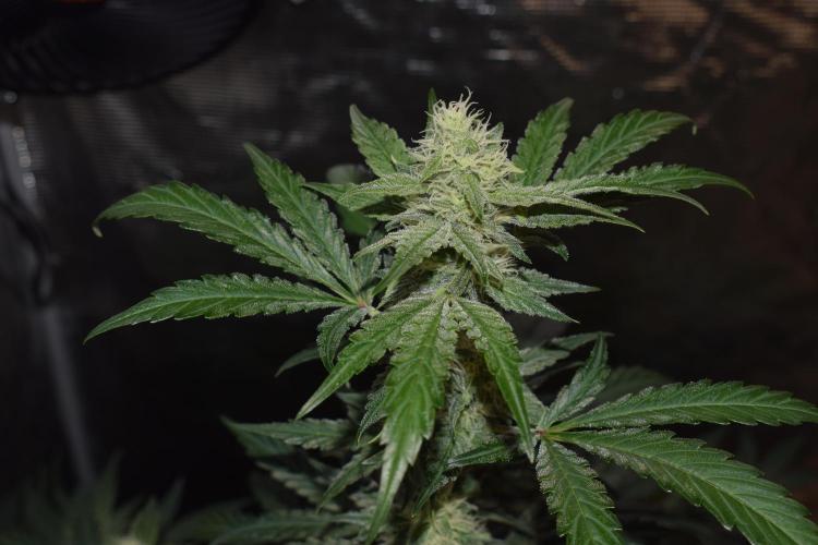 Sour crinkle + 3 bears OG Autoflower. Week 8 - Sour crinkle 1 day 52. Close up