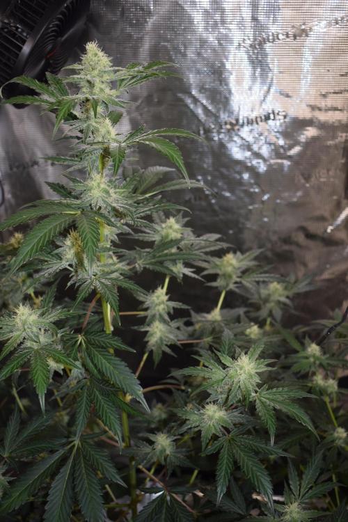 Sour crinkle + 3 bears OG Autoflower. Week 8 - Sour crinkle 1 day 52. Close up 