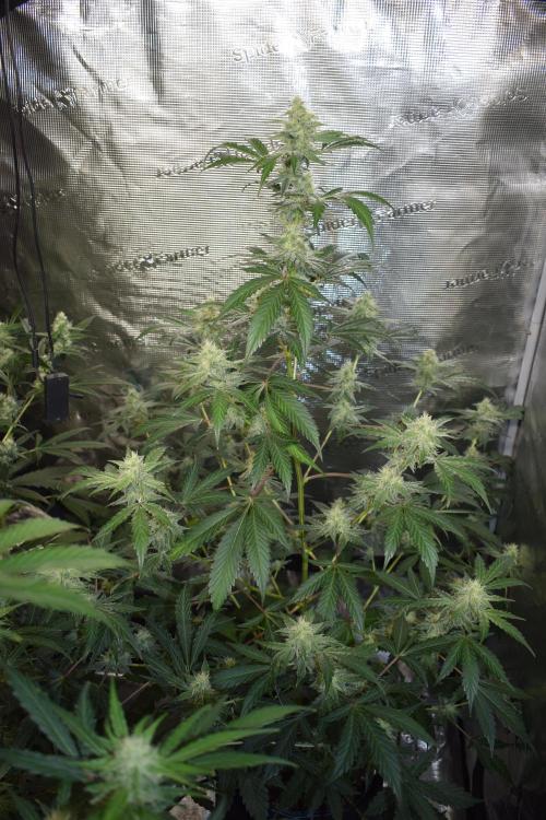 Sour crinkle + 3 bears OG Autoflower. Week 8 - Sour crinkle 1 day 56
