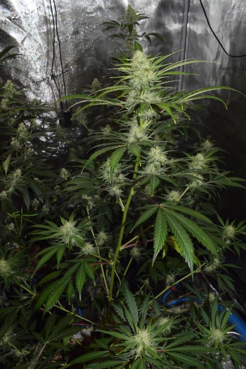 Sour crinkle + 3 bears OG Autoflower. Week 8 - Sour crinkle 2 day 56. Close up