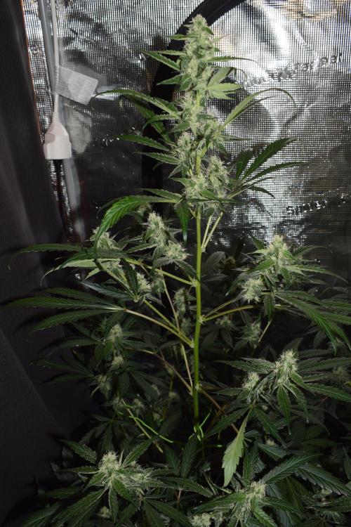 Sour crinkle + 3 bears OG Autoflower. Week 8 - 3 bears OG day 56