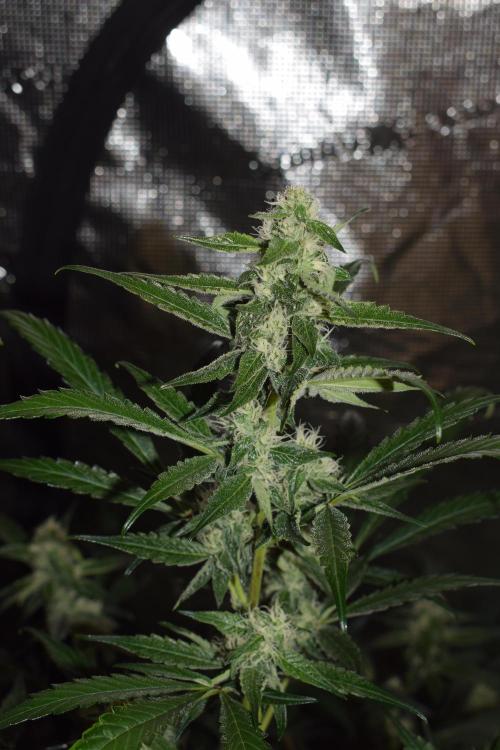 Sour crinkle + 3 bears OG Autoflower. Week 8 - 3 bears OG day 56. Close up