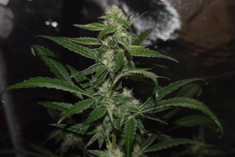 Sour crinkle + 3 bears OG Autoflower. Week 8 - 3 bears OG day 56. Close up
