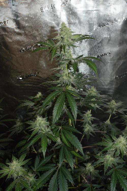 Sour crinkle + 3 bears OG Autoflower. Week 8 - Sour crinkle 1 day 56