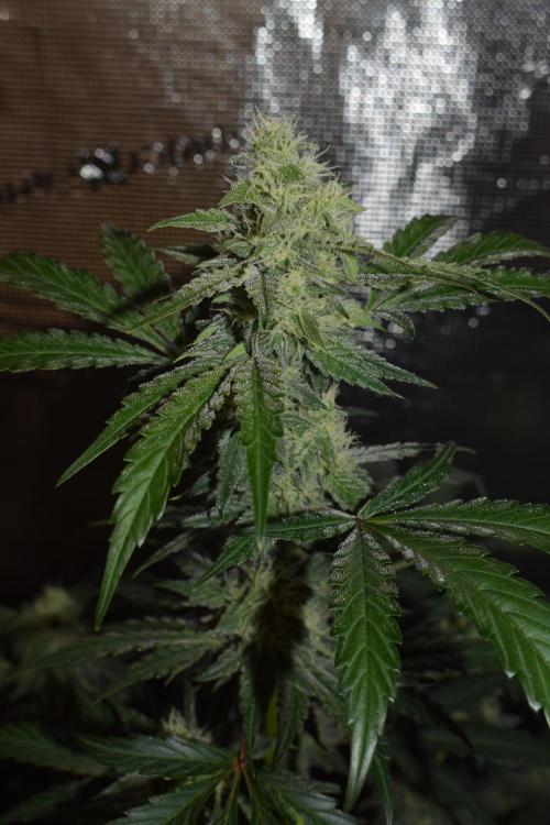 Sour crinkle + 3 bears OG Autoflower. Week 8 - Sour crinkle 1 day 56. CLose up
