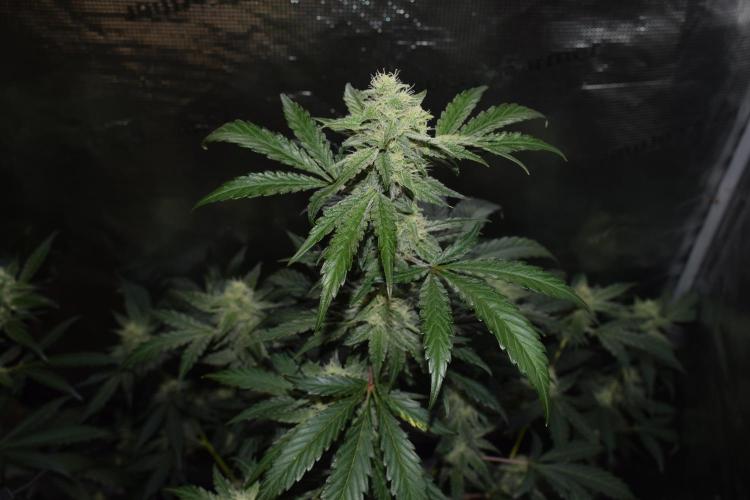 Sour crinkle + 3 bears OG Autoflower. Week 8 - Sour crinkle 1 day 56. CLose up