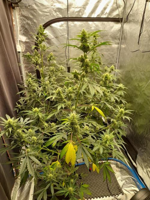 Sour crinkle + 3 bears OG Autoflower. Week 8 - Sour crinkle 2x and 3 bears OG Day 58 (left back)