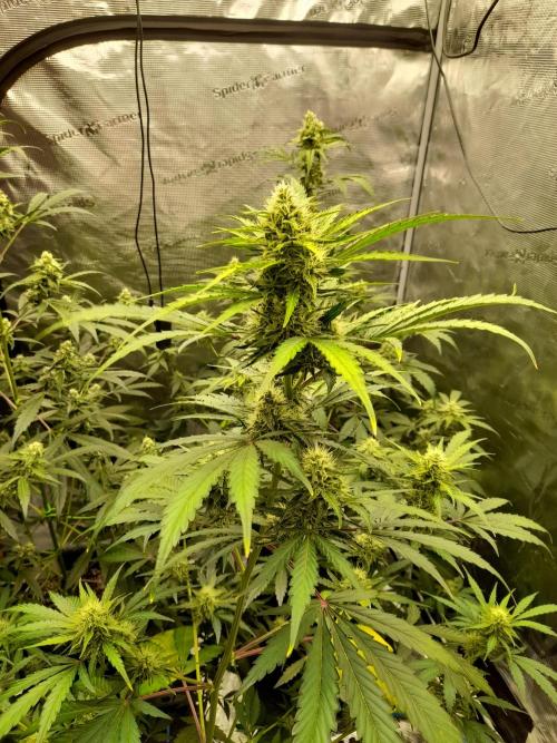 Sour crinkle + 3 bears OG Autoflower. Week 8 - Sour crinkle 2 Day 58