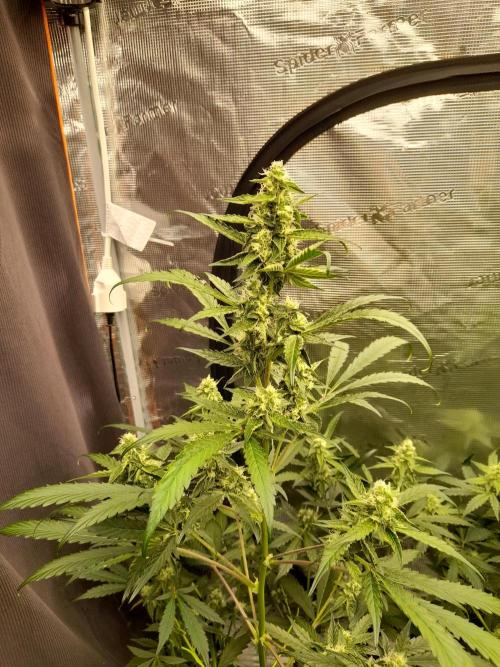 Sour crinkle + 3 bears OG Autoflower. Week 8 - 3 bears OG Day 58. close up