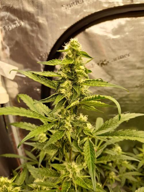 Sour crinkle + 3 bears OG Autoflower. Week 8 - 3 bears OG DAy 58. close up