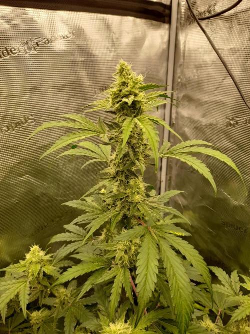Sour crinkle + 3 bears OG Autoflower. Week 8 - Sour crinkle 1 Day 58. Close up