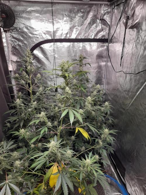 Sour crinkle + 3 bears OG Autoflower. Week 8 - Full view no grow light Day 58