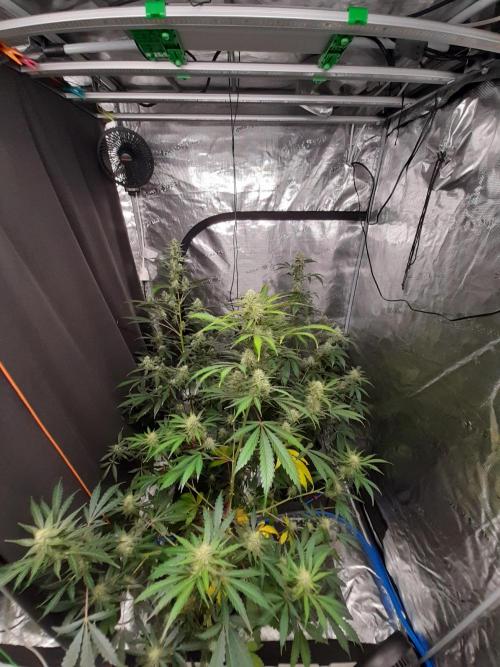 Sour crinkle + 3 bears OG Autoflower. Week 8 - Full view no grow light Day 58