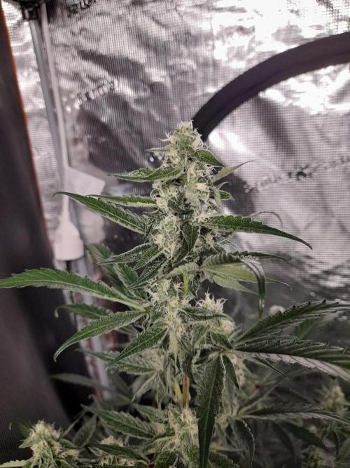 Sour crinkle + 3 bears OG Autoflower. Week 8 - 3 bears OG Day 58. close up no grow light 