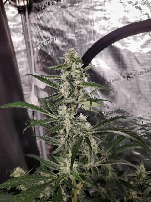 Sour crinkle + 3 bears OG Autoflower. Week 8 - 3 bears OG Day 58. Close up no grow light