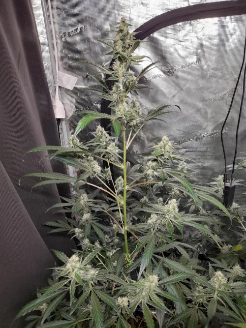 Sour crinkle + 3 bears OG Autoflower. Week 8 - 3 bears og DAy 58. Close up nog grow light