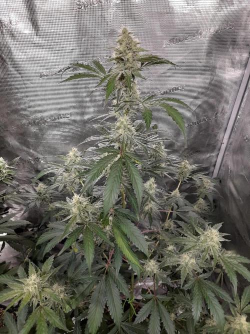 Sour crinkle + 3 bears OG Autoflower. Week 8 - Sour crinkle 2 Day 58. Close up no grow light