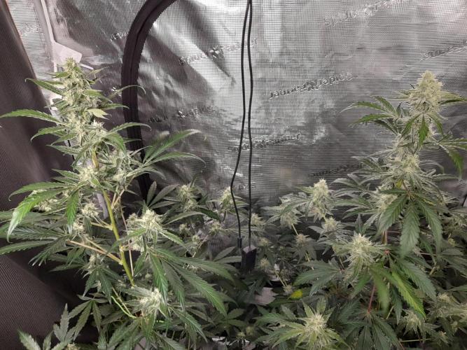 Sour crinkle + 3 bears OG Autoflower. Week 8 - 3 bears OG + Sour crinkle day 58. CLose up no grow light