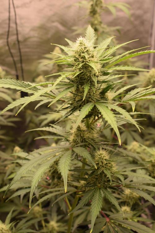 Sour crinkle + 3 bears OG Autoflower. Week 8 - Sour crinkle 1 day 58. close up 