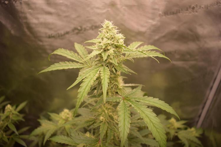 Sour crinkle + 3 bears OG Autoflower. Week 8 - Sour crinkle 2 day 58. close up