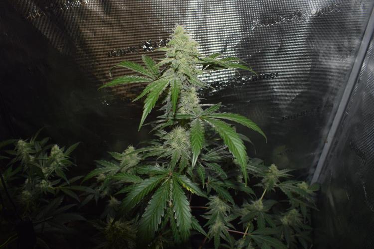 Sour crinkle + 3 bears OG Autoflower. Week 8 - Sour crinkle 2 day 58. Close up no grow light