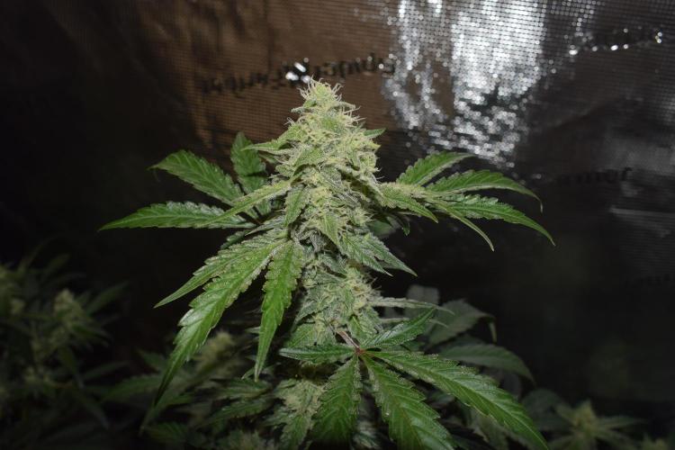 Sour crinkle + 3 bears OG Autoflower. Week 8 - sour crinkle 2 day 58. Close up no grow light