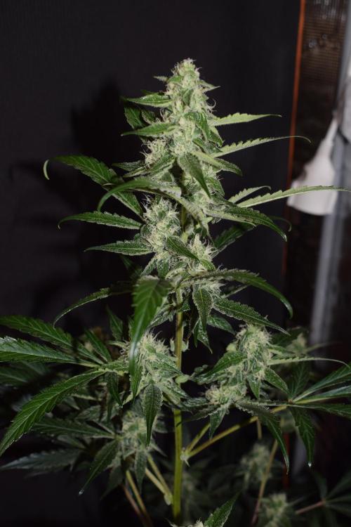 Sour crinkle + 3 bears OG Autoflower. Week 8 - 3 bears OG day 58. Close up no grow light