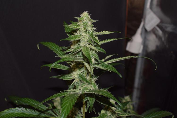 Sour crinkle + 3 bears OG Autoflower. Week 8 - 3 bears OG day 58. close up no grow light
