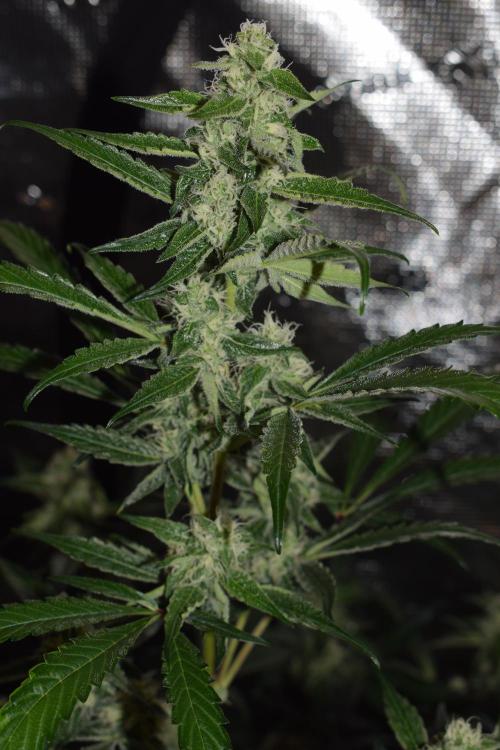 Sour crinkle + 3 bears OG Autoflower. Week 8 - 3 bears OG. close up no grow light