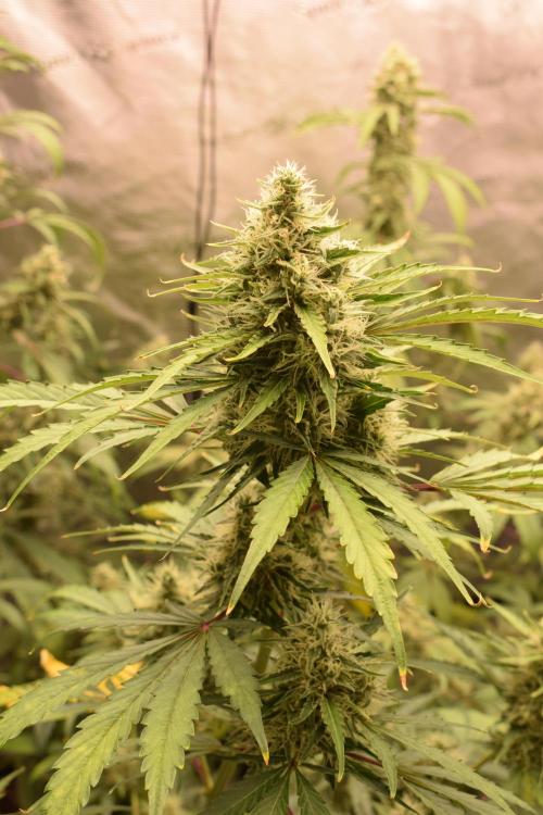 Sour crinkle + 3 bears OG Autoflower. Week 10 - Sour crinkle 2 day 65