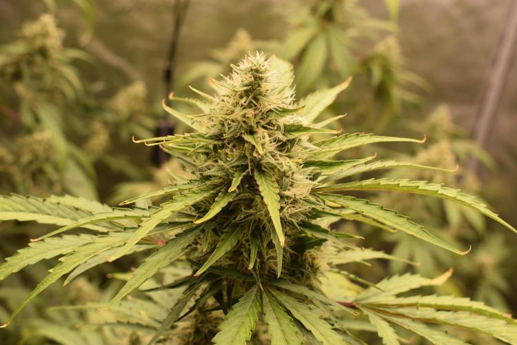 Sour crinkle + 3 bears OG Autoflower. Week 10 - Sour crinkle 2 