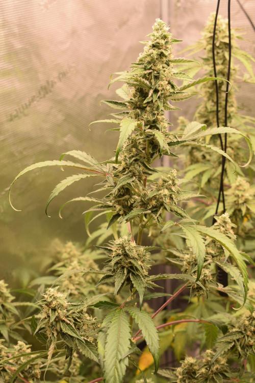 Sour crinkle + 3 bears OG Autoflower. Week 10 - 3 Bears OG day 65