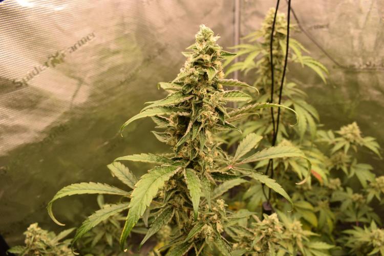 Sour crinkle + 3 bears OG Autoflower. Week 10 - 3 Bears OG day 65