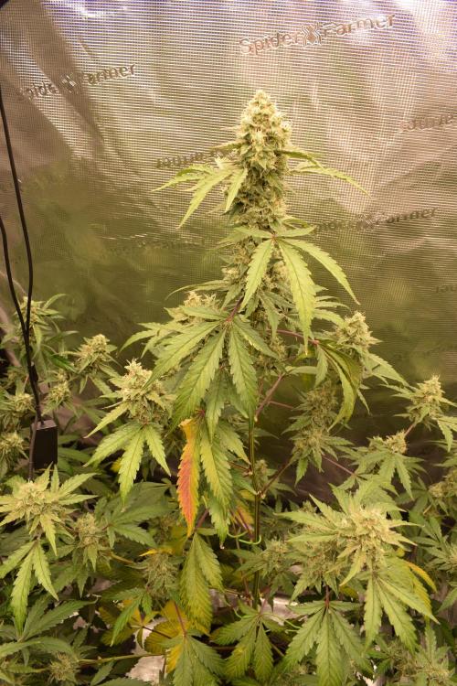 Sour crinkle + 3 bears OG Autoflower. Week 10 - Sour crinkle 1 day 65