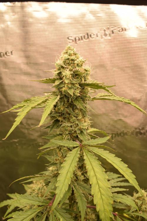 Sour crinkle + 3 bears OG Autoflower. Week 10 - Sour crinkle 1 day 65