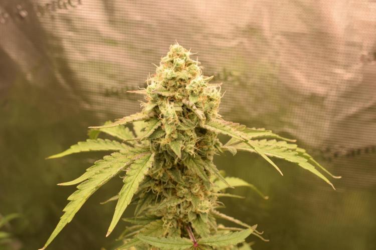 Sour crinkle + 3 bears OG Autoflower. Week 10