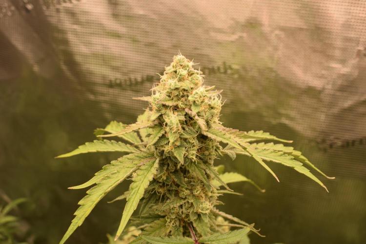 Sour crinkle + 3 bears OG Autoflower. Week 10 - Sour crinkle 1 day 65