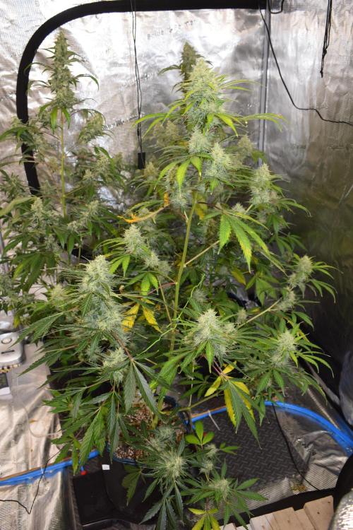 Sour crinkle + 3 bears OG Autoflower. Week 10 - Sour crinkle 2 day 65
