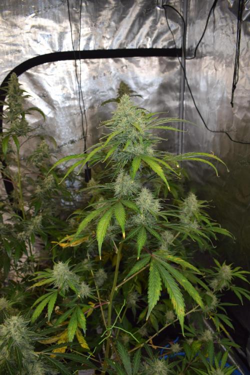 Sour crinkle + 3 bears OG Autoflower. Week 10 - Sour crinkle 2 day 65