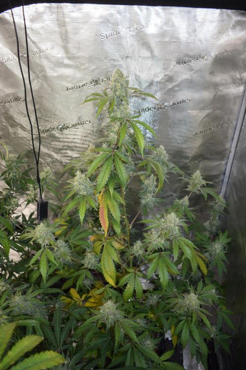 Sour crinkle + 3 bears OG Autoflower. Week 10 - Sour crinkle 1 day 65