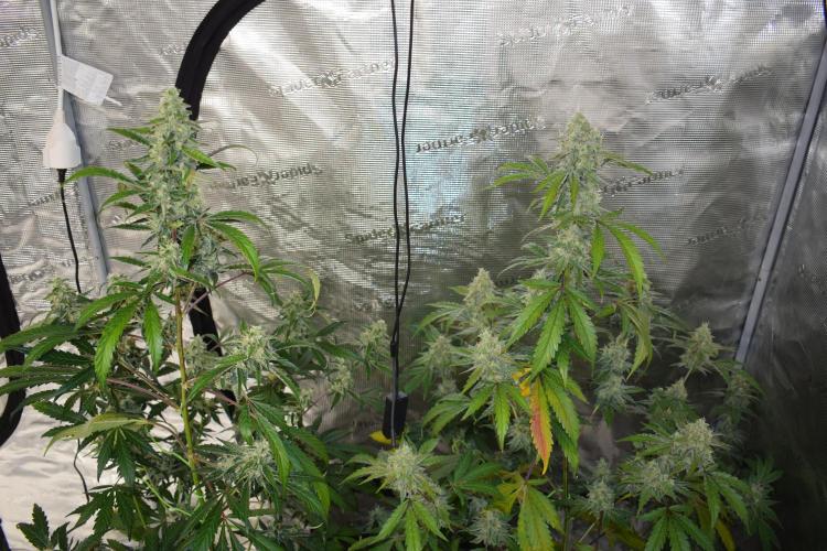 Sour crinkle + 3 bears OG Autoflower. Week 10 - 3 Bears OG (left) + Sour crinkle 1 (right)